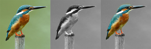 History Brush Example - Kingfisher