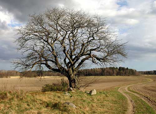 That Old Tree (Thunder Road)